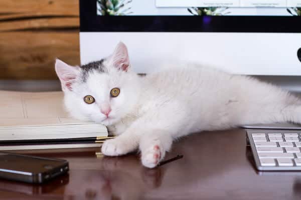 Chaos ‘n’ Sprinkles | halfbakedharvest.com