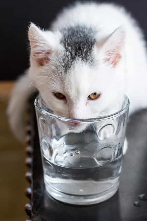 Chaos ‘n’ Sprinkles | halfbakedharvest.com