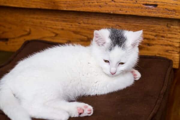 Chaos ‘n’ Sprinkles | halfbakedharvest.com