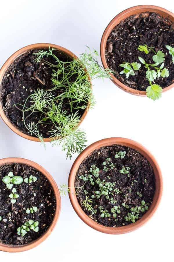 Chaos 'n' Sprinkles 3-12