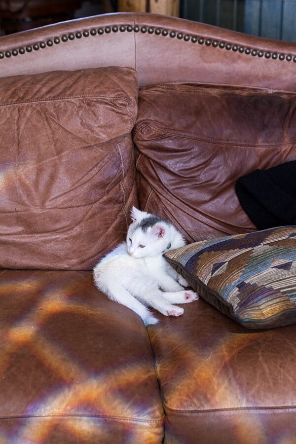 Chaos 'n' Sprinkles 3-6