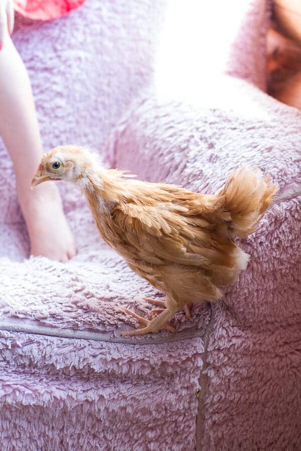 Chaos 'n' Sprinkles | halfbakedharvest.com