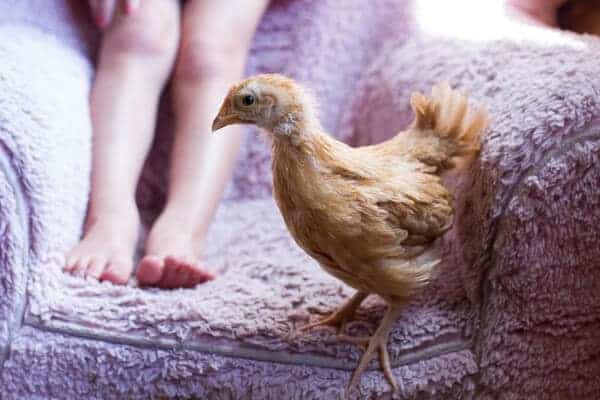 Chaos 'n' Sprinkles | halfbakedharvest.com