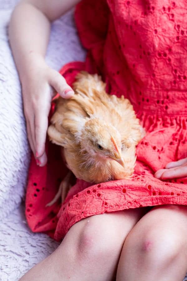 Chaos 'n' Sprinkles | halfbakedharvest.com