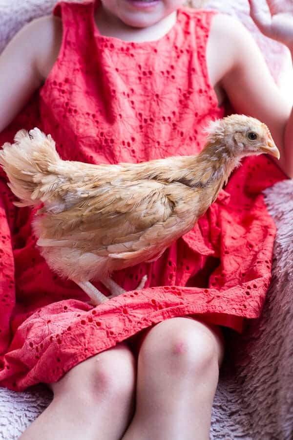 Chaos 'n' Sprinkles | halfbakedharvest.com