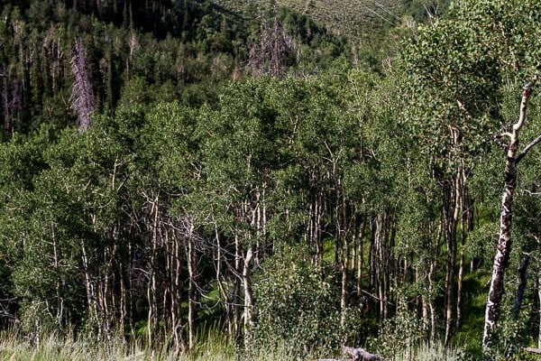 Let's Go on Mid Summer Hike Together | halfbakedharvest.com
