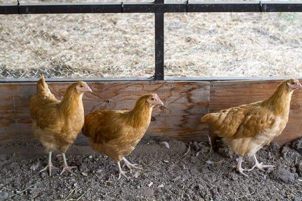 Let's Go on Mid Summer Hike Together | halfbakedharvest.com