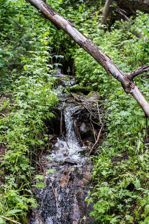Let's Go on Mid Summer Hike Together | halfbakedharvest.com