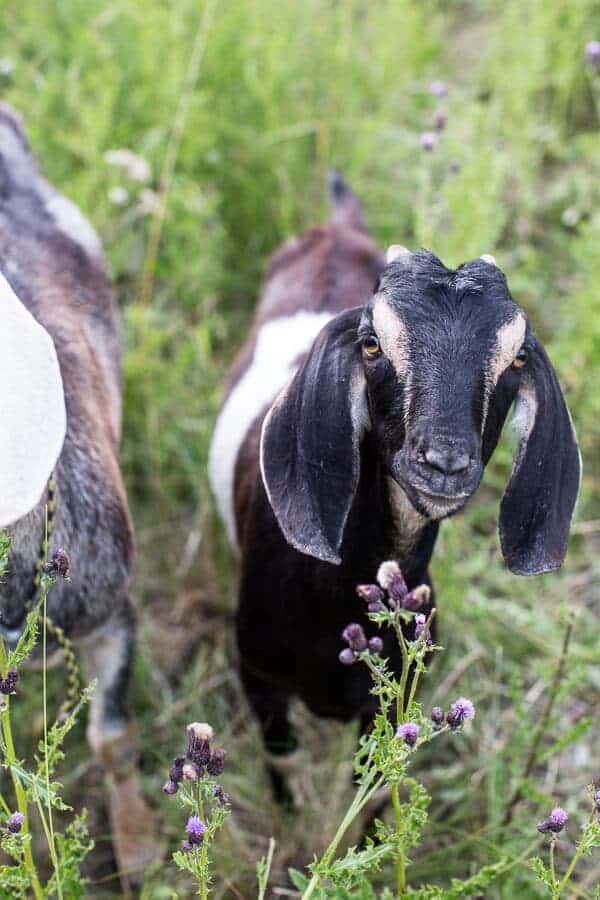 Double Chocolate Hawaiian Tiramisu | halfbakedharvest.com @hbharvest