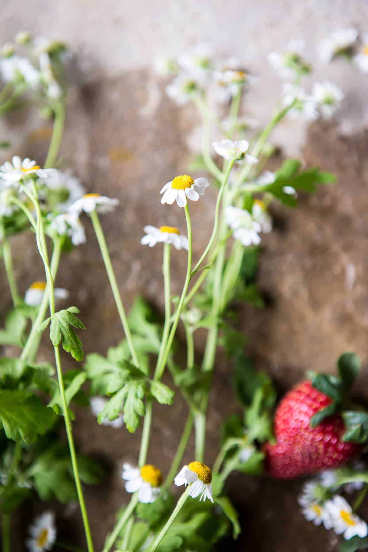 Strawberry Chamomile Paloma | halfbakedharvest.com @hbharvest