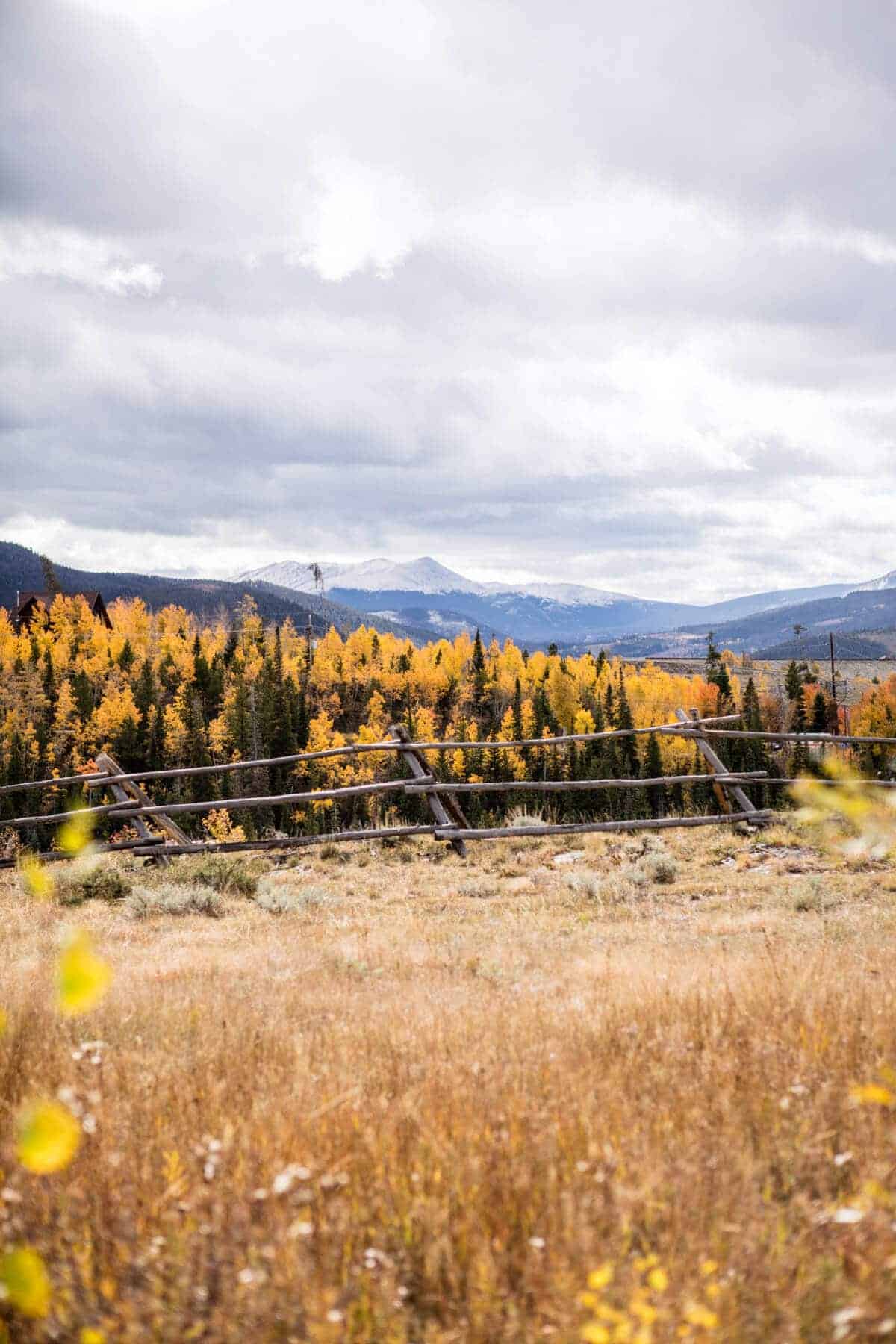 Baby Goat Photos + All Things Fall | halfbakedharvest.com @hbharvest