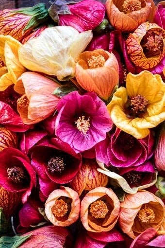 Nine Favorite Things | halfbakedharvest.com @hbharvest