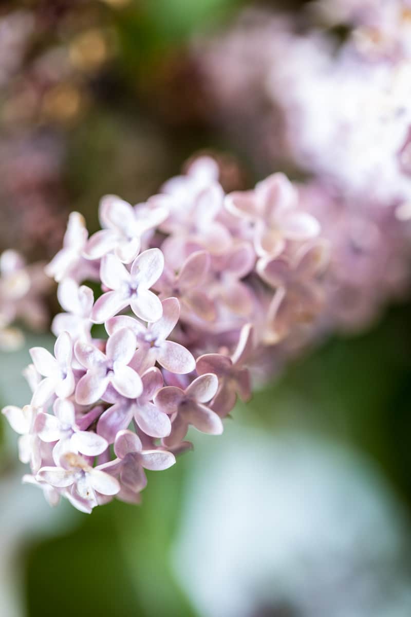 Blackberry Lilac Mojito | halfbakedharvest.com @hbharvest