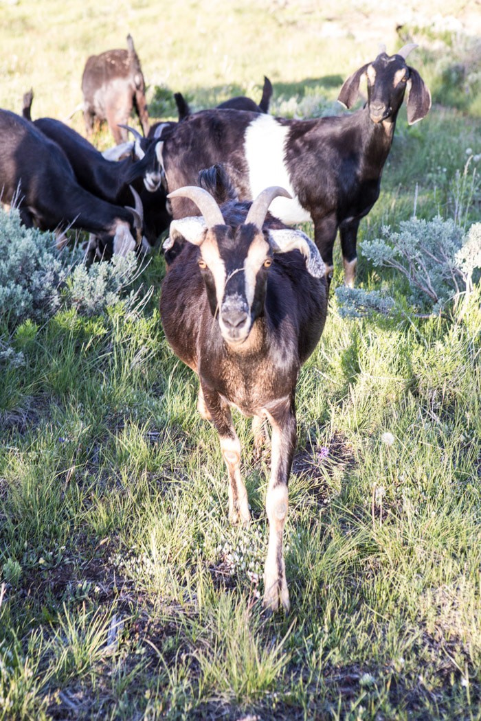 The New HBH Studio Barn | halfbakedharvest.com @hbharvest