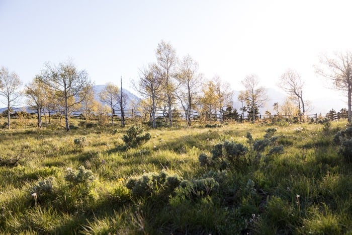 The New HBH Studio Barn | halfbakedharvest.com @hbharvest