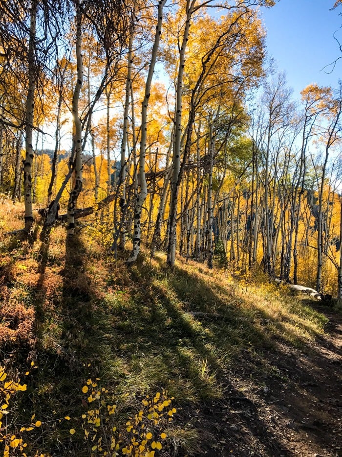 Nine Favorite Things | halfbakedharvest.com @hbharvest