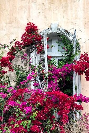 Nine Favorite Things | halfbakedharvest.com