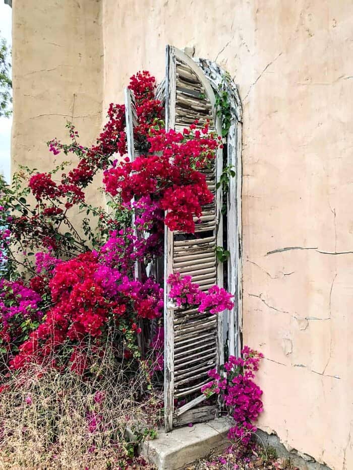 Nine Favorite Things | halfbakedharvest.com 