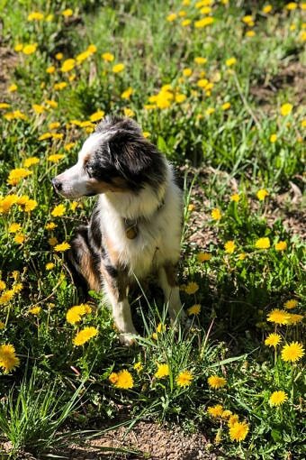 Nine Favorite Things | halfbakedharvest.com