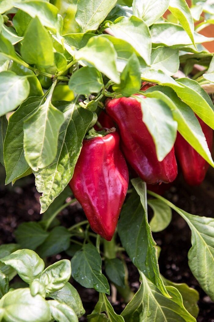 raw red peppers on vine