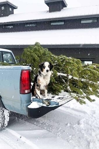 Nine Favorite Things | halfbakedharvest.com