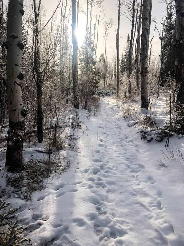 snowy woods