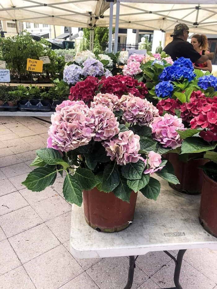 Nine Favorite Things | halfbakedharvest.com Nine Favorite Things | halfbakedharvest.com