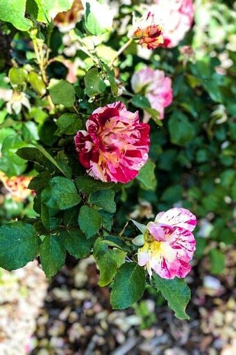 Nine Favorite Things | halfbakedharvest.com