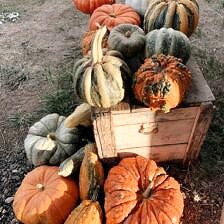 Nine Favorite Things | halfbakedharvest.com