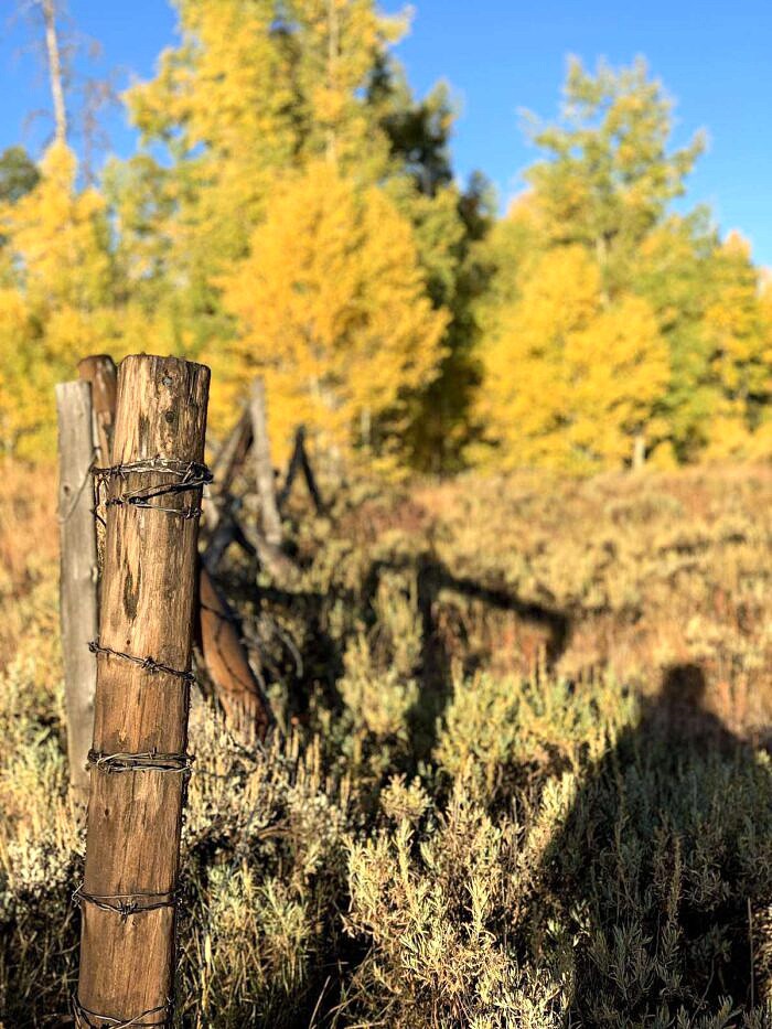 autumn leaves in Colorado 