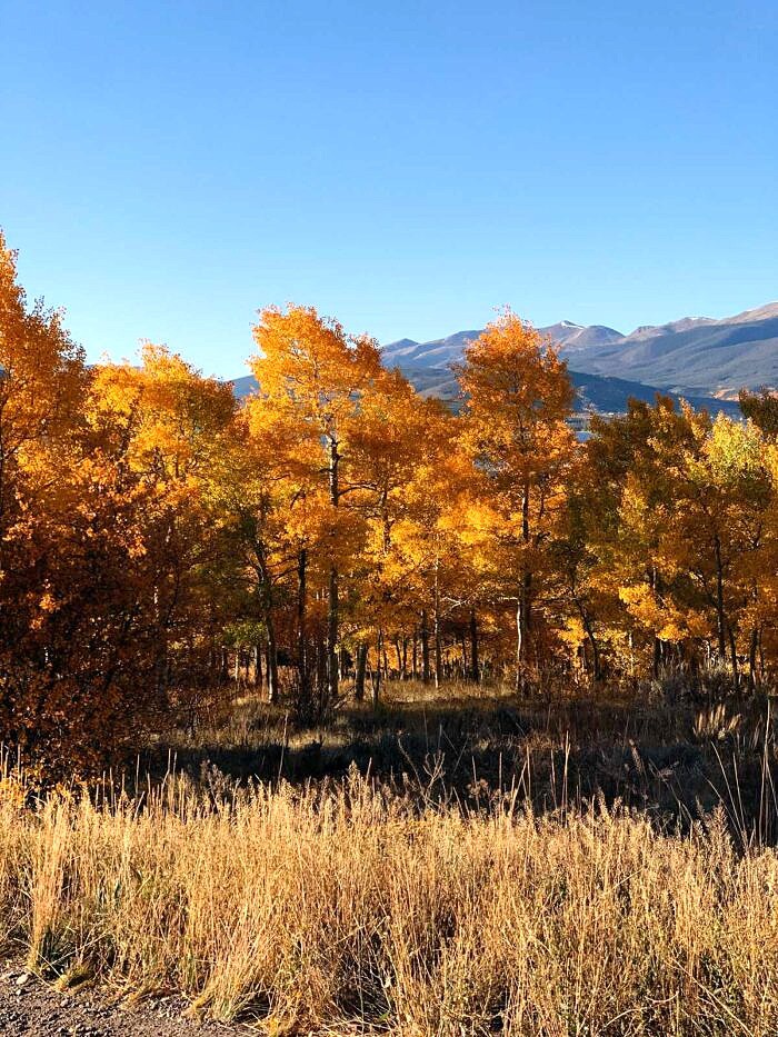 Nine Favorite Things | halfbakedharvest.com