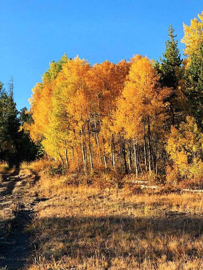 Nine Favorite Things | halfbakedharvest.com