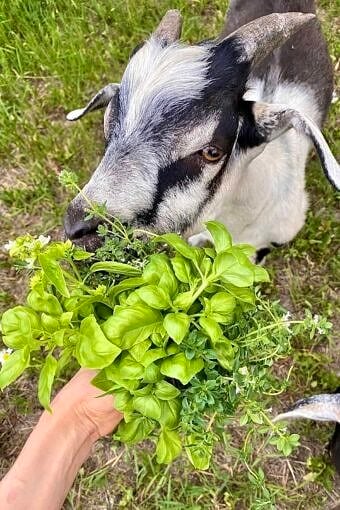 Nine Favorite Things | halfbakedharvest.com