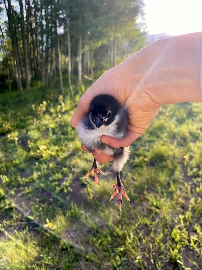 Nine Favorite Things | halfbakedharvest.com