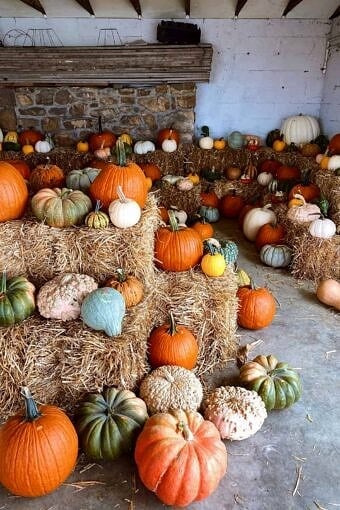 Nine Favorite Things | halfbakedharvest.com