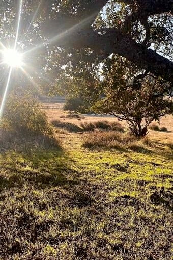 Nine Favorite Things | halfbakedharvest.com