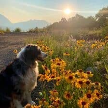 Nine Favorite Things | halfbakedharvest.com