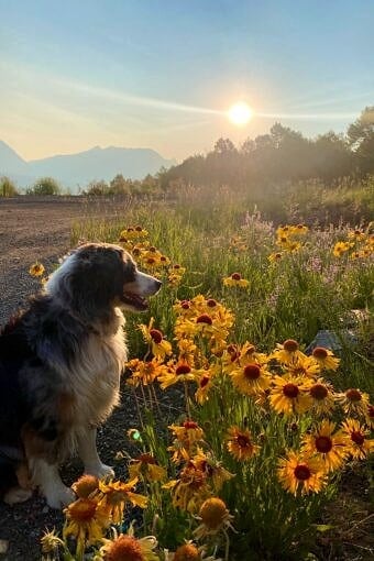 Nine Favorite Things | halfbakedharvest.com