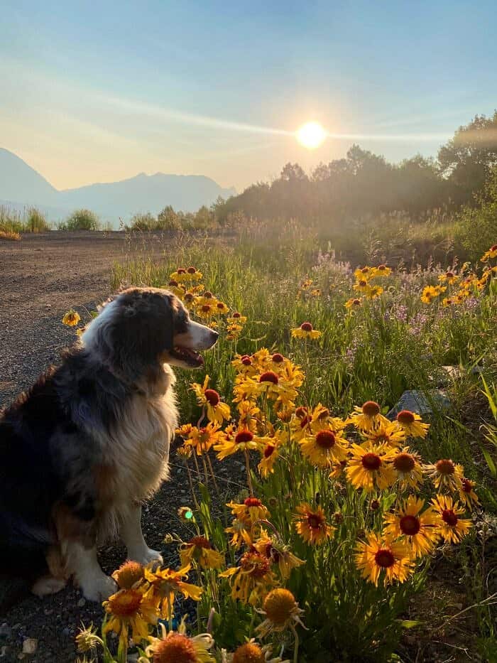 Nine Favorite Things | halfbakedharvest.com