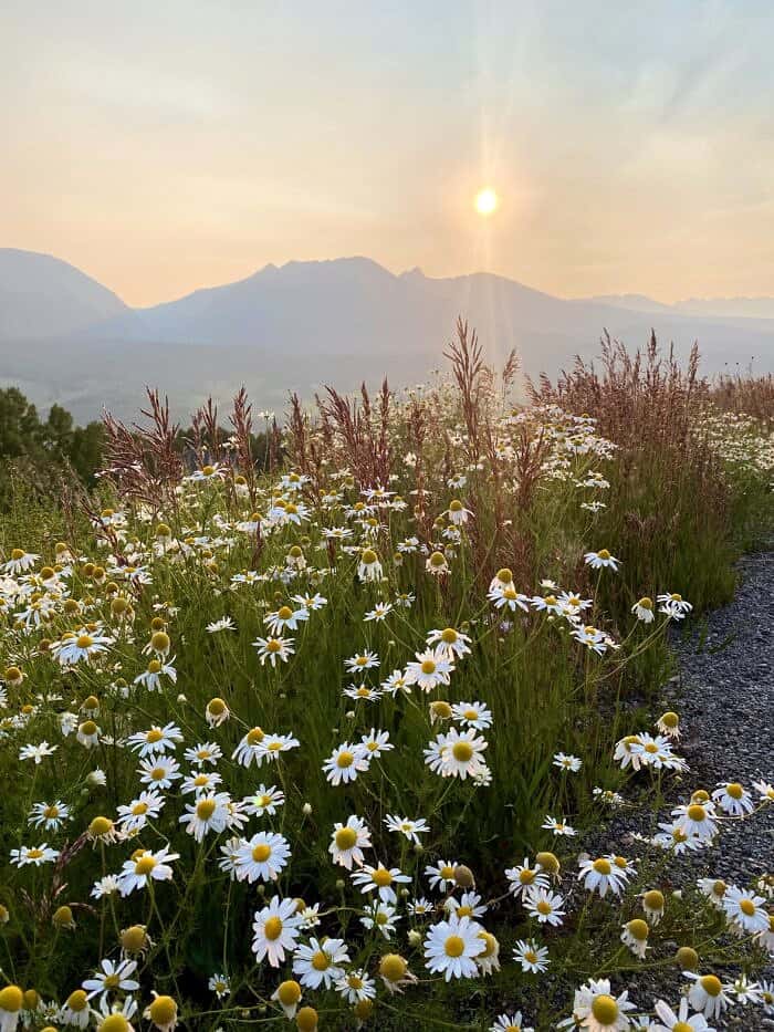 Nine Favorite Things | halfbakedharvest.com