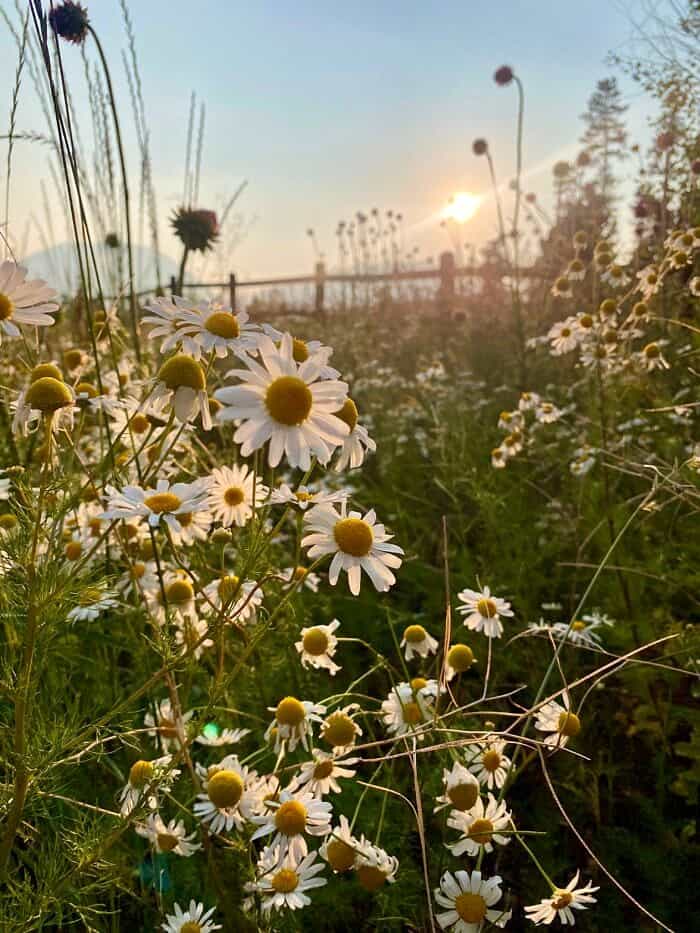 Nine Favorite Things | halfbakedharvest.com