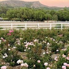 Nine Favorite Things | halfbakedharvest.com