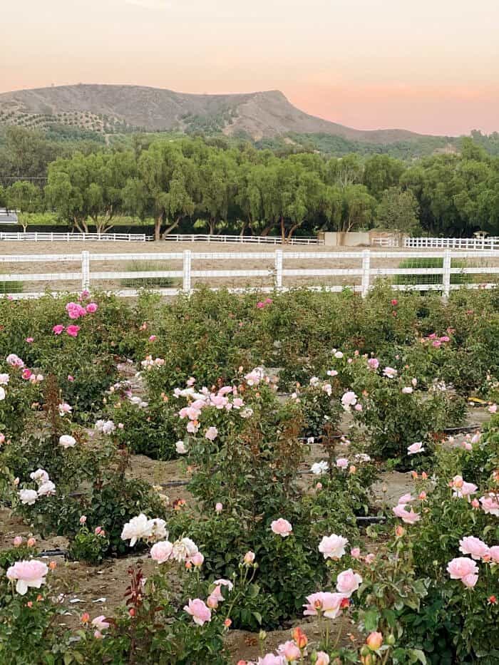 Nine Favorite Things | halfbakedharvest.com