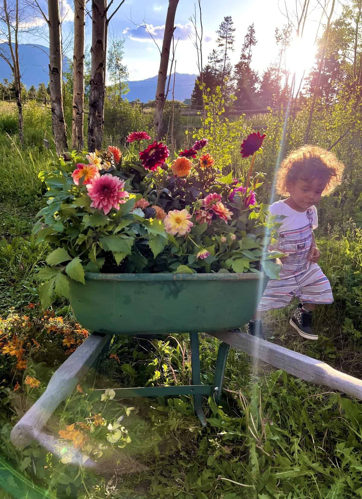 Nine Favorite Things | halfbakedharvest.com