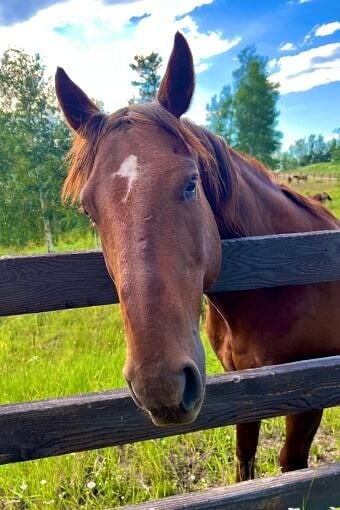 Nine Favorite Things | halfbakedharvest.com