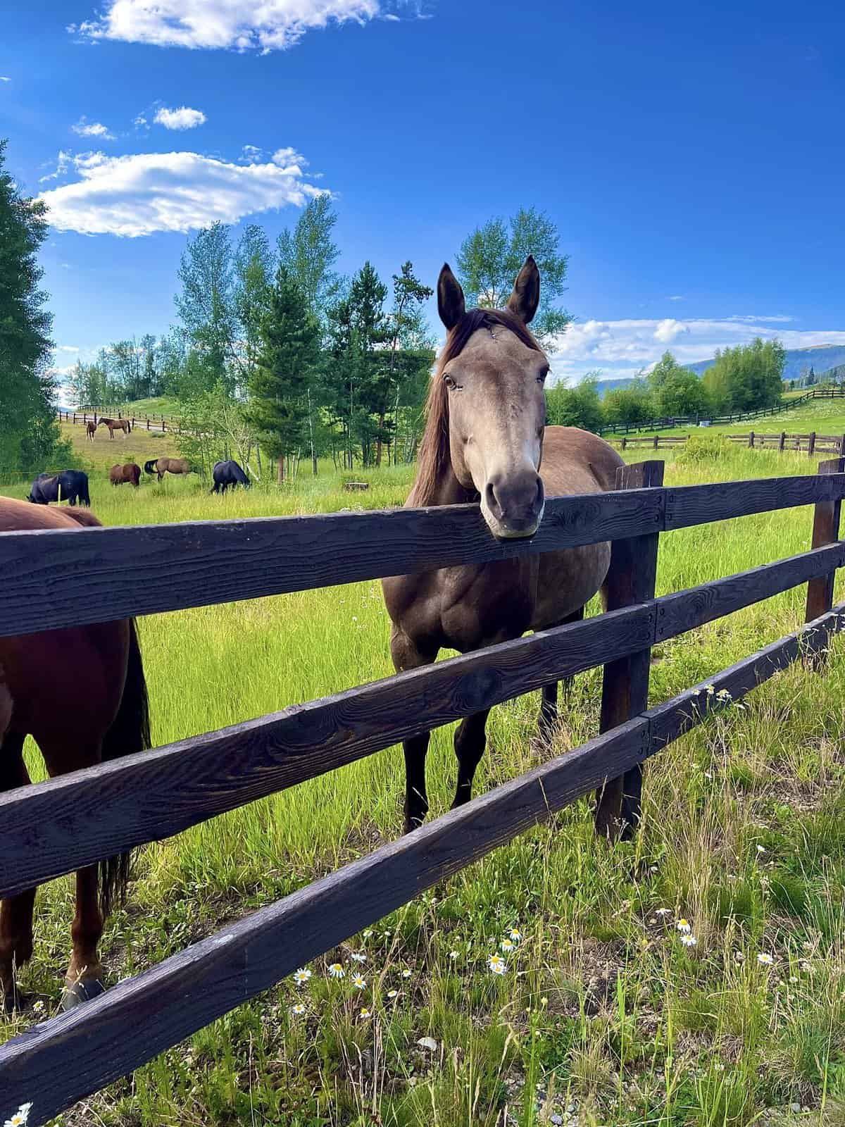 Nine Favorite Things | halfbakedharvest.com