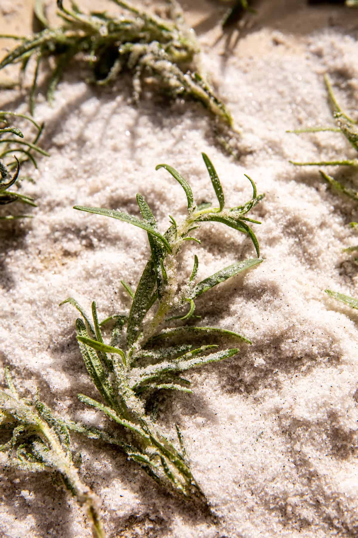 Vanilla Cinnamon Maple Whiskey Sour | halfbakedharvest.com