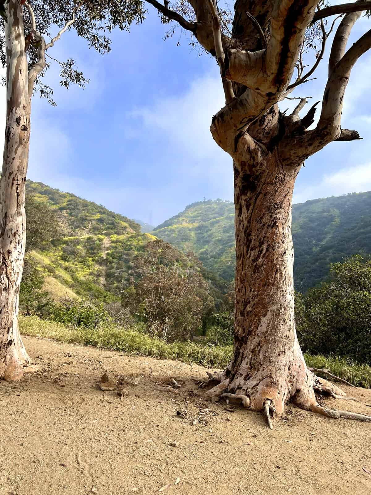 Nine Favorite Things | halfbakedharvest.com