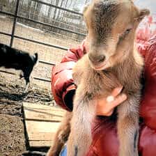 Nine Favorites Things | halfbakedharvest.com