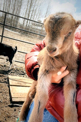 Nine Favorites Things | halfbakedharvest.com